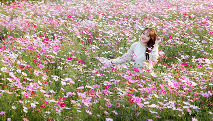 Hình nền Mùa Xuân Hoa Cây Cỏ Nền Mùa Xuân Những Bông Hoa Cây Background  Vector để tải xuống miễn phí  Pngtree